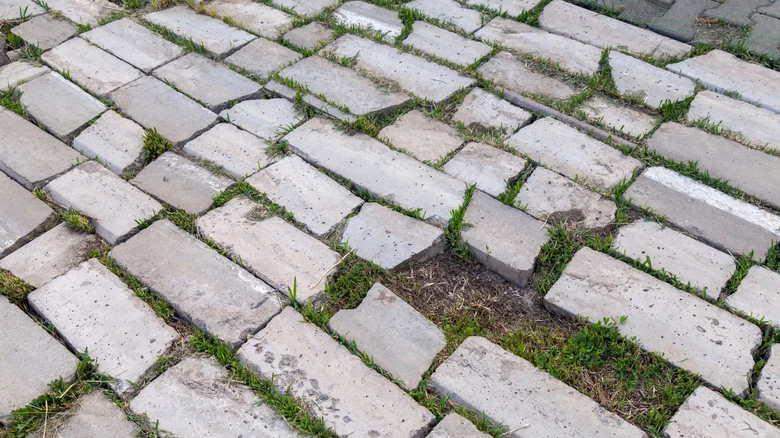 Zabraňte růstu plevele mezi prasklinami a dlažebními kostkami pomocí jednoduché domácí směsi