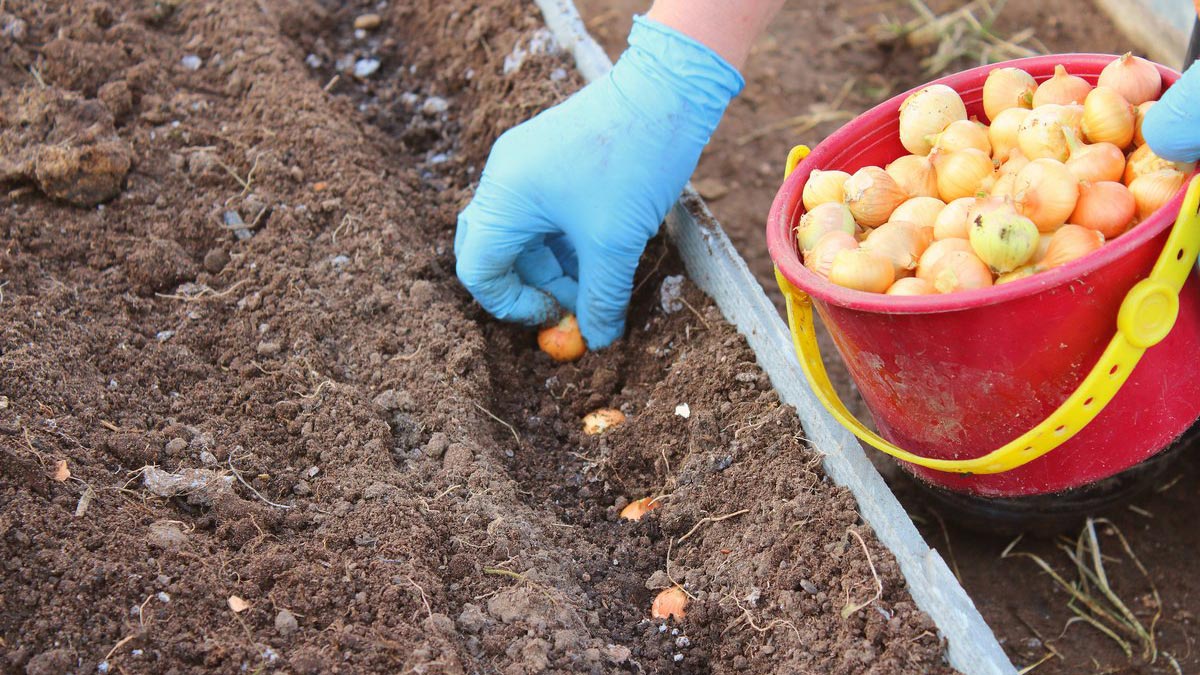 5 druhů zeleniny, které už 15 let vysazuji před zimou – sklízím nejranější úrodu, kterou mi sousedé závidí