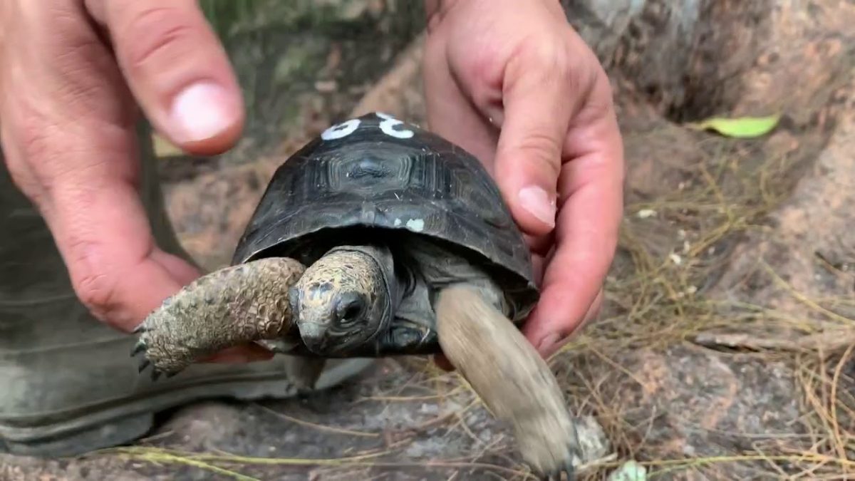 Zoologové ještě mají naději: na Seychelských ostrovech se narodilo 13 mláďat želv patřících k téměř vyhynulému druhu.