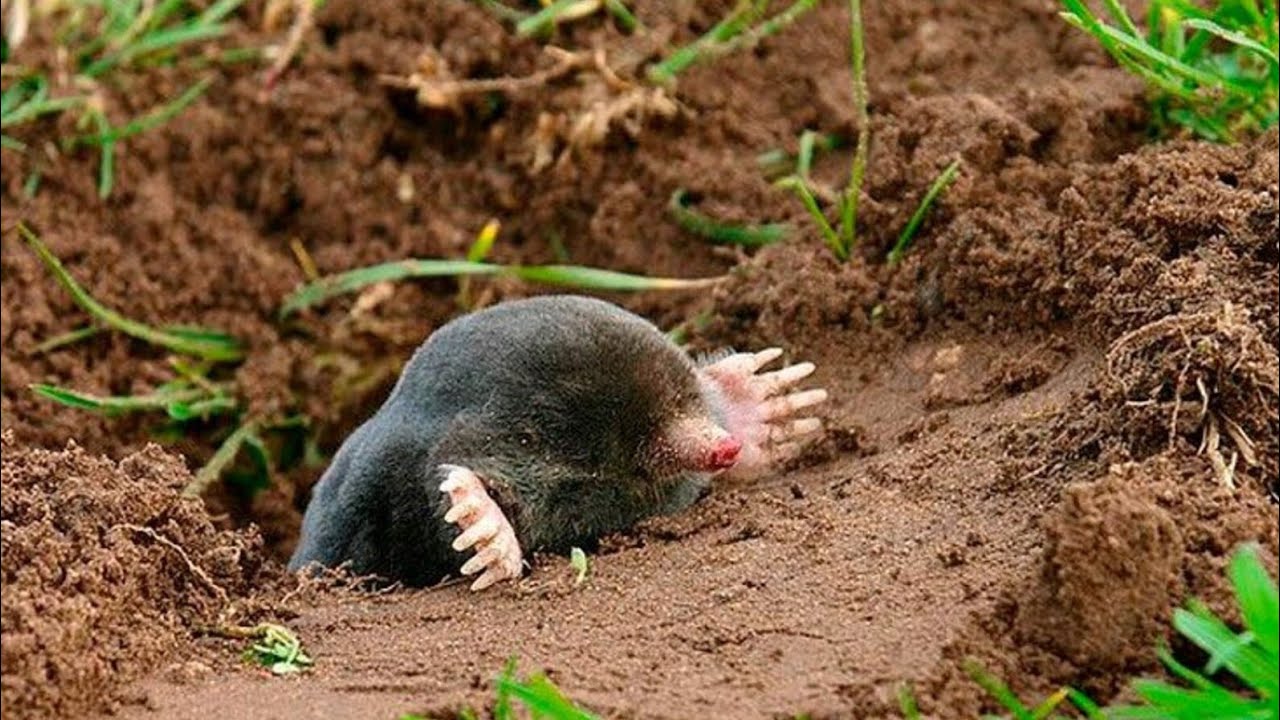 Zabodněte jej do země. A na několik měsíců na krtky zapomenete.
