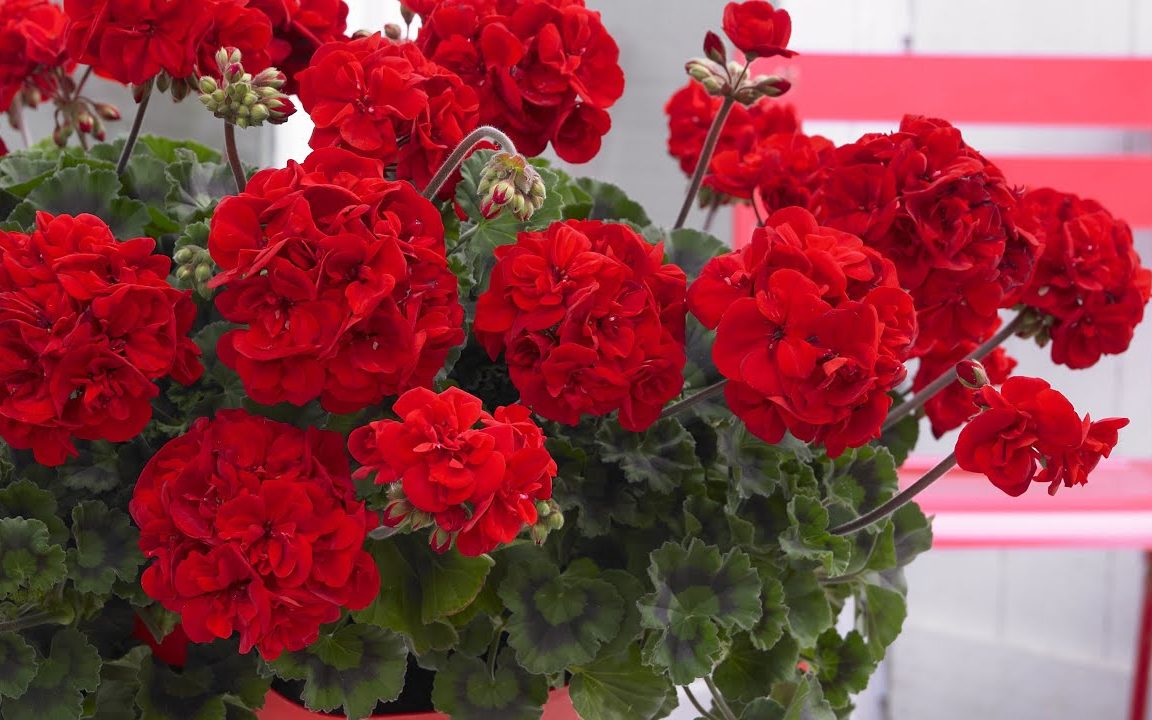 Geranium a jiné květiny ožijí za jeden den: jak připravit zázračné hnojivo doma