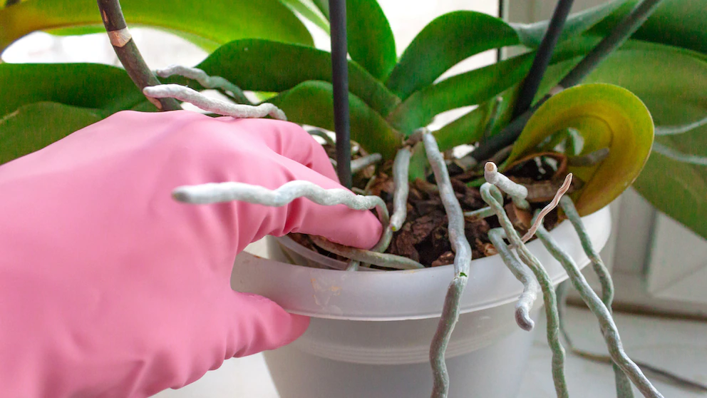 Je třeba zastřihnout vzdušné kořeny orchidejí?