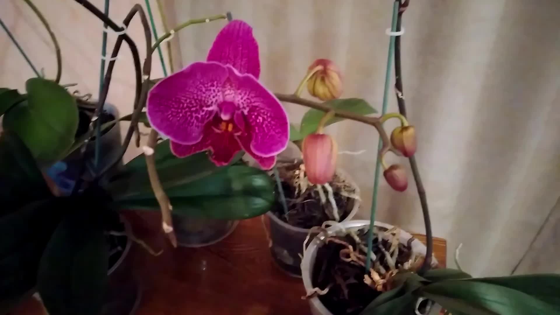 Orchidej odkvetla? Odřízněte ji přesně v tomto místě a vyraší mnoho poupat.