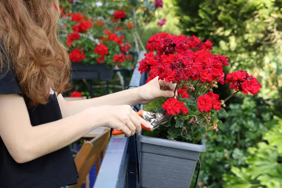 Geranium lze přezimovat pouze tímto způsobem. Na jaře rozkvetou fuchsiovými květy.