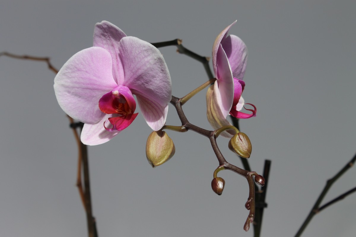 Nalijte půl čajové lžičky do orchideje. První poupě se objeví za 3 týdny.