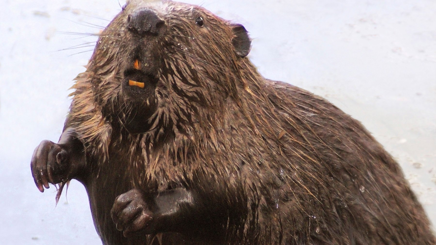 V řece Tajo byly nalezeny exempláře obrovského zvířete, které bylo na poloostrově považováno za vyhynulé