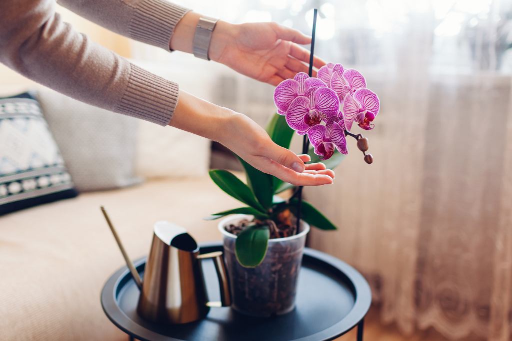 Jak zastřihnout orchidej po odkvětu? Za několik dní vyraší nové výhonky.