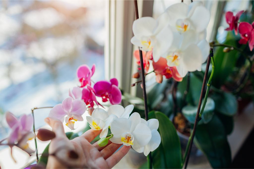Jak zastřihnout orchidej po odkvětu? Za několik dní vyraší nové výhonky.