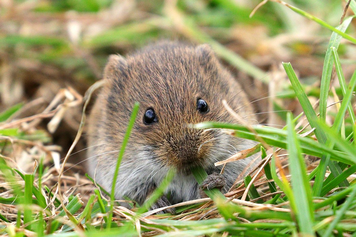 Jak se zbavit hrabošů ve vaší zahradě