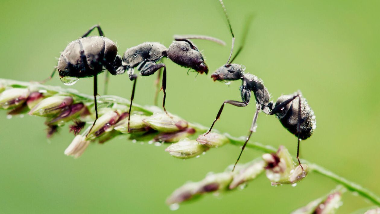 Žádné pasti ani insekticidy: jednoduchý profesionální trik, který vám pomůže zbavit se létajících mravenců ve vaší domácnosti.