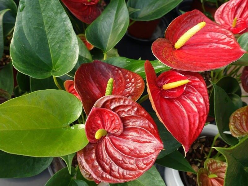 Anthurium vám bude vděčné za tento „chladicí“ trik. Znovu se pokryje květy.