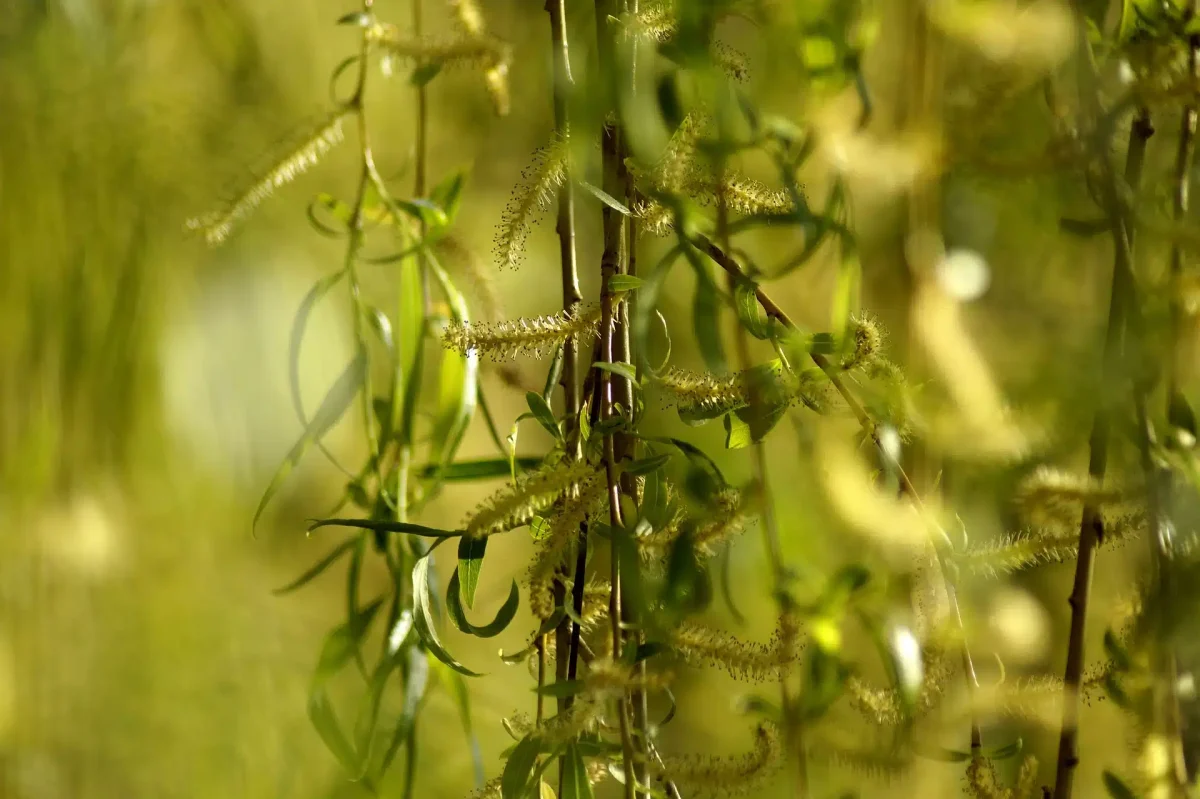 Nyní je ten správný čas na prořezání těchto tří stromů, aby se před zimou posílila jejich struktura.
