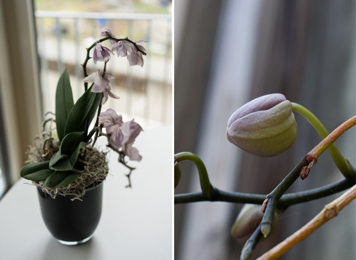 Orchidej ztrácí poupata? Příčiny a způsoby řešení problému