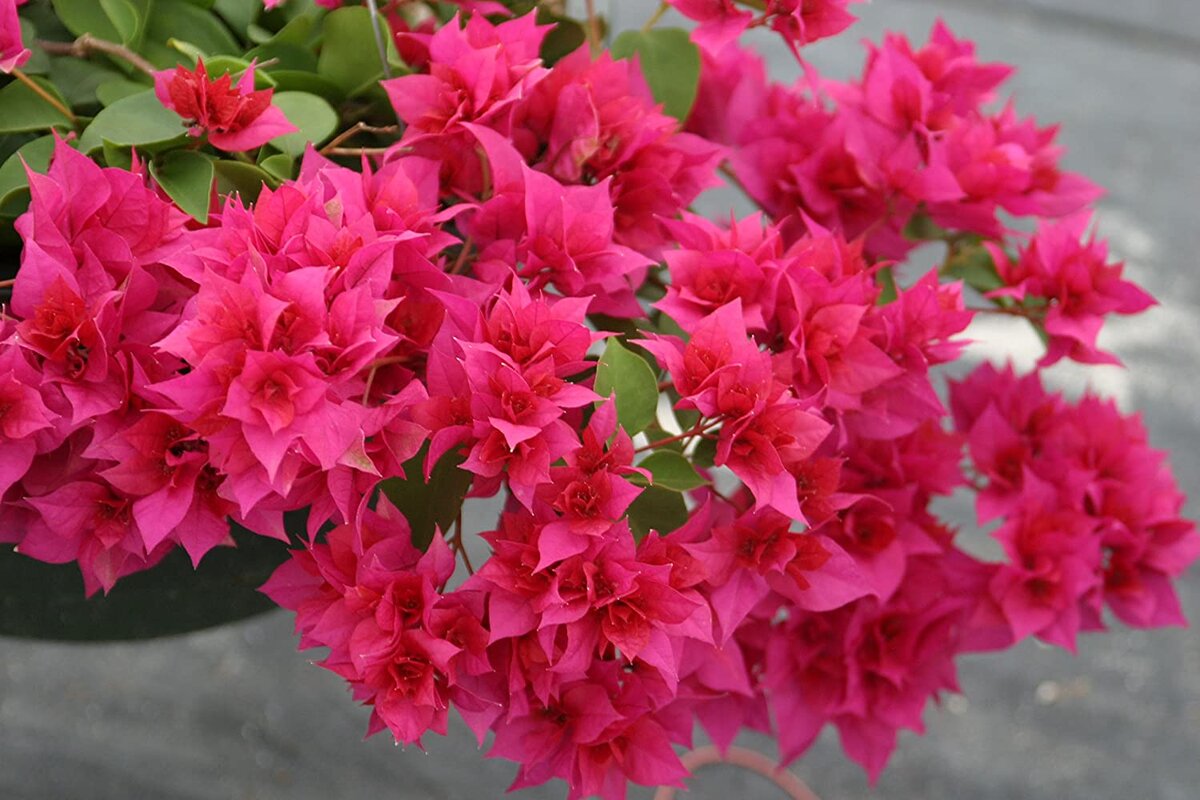 Jak se starat o bougainvilleu v říjnu, aby rozkvetla a proměnila zahradu v oázu