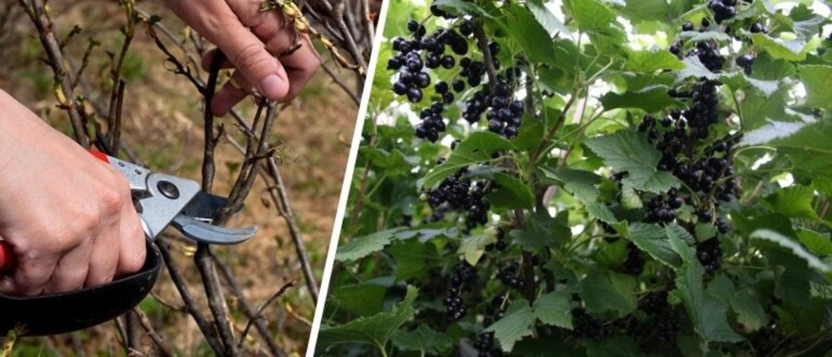Podzimní prořezávání rybízu – co je třeba odstranit před mrazem