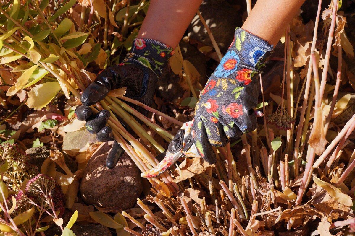 Konec podzimní sezóny v zahradě: kompletní seznam toho, co je třeba prořezat do 15. listopadu