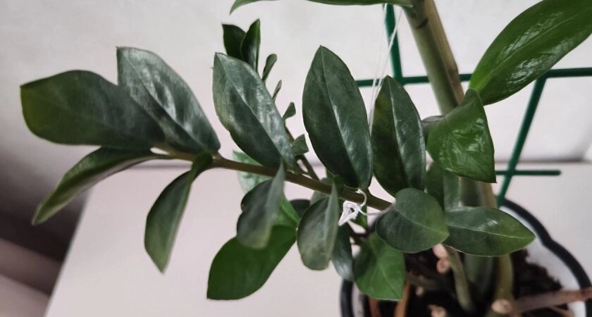 Místo kávy zalijte květinu. Zamioculcas vypustí nové výhonky