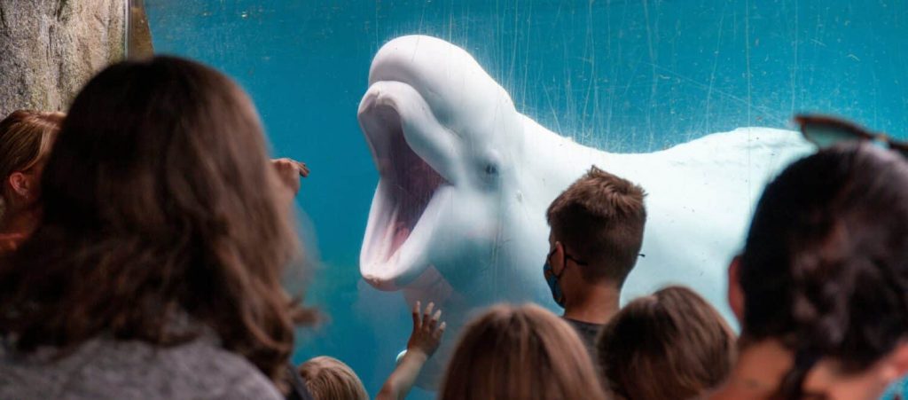 Kanada blokuje přepravu beluh do čínského akvária; Marineland varuje, že mohou zemřít