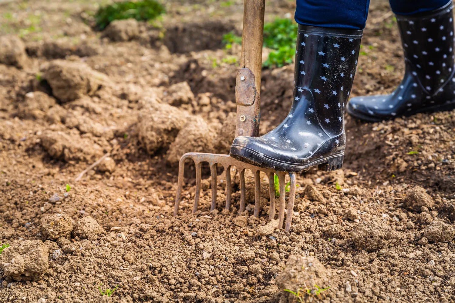 Výsadba v listopadu: 10 rostlin, které v zimě zesílí a na jaře potěší oko – od cibulek po stromy