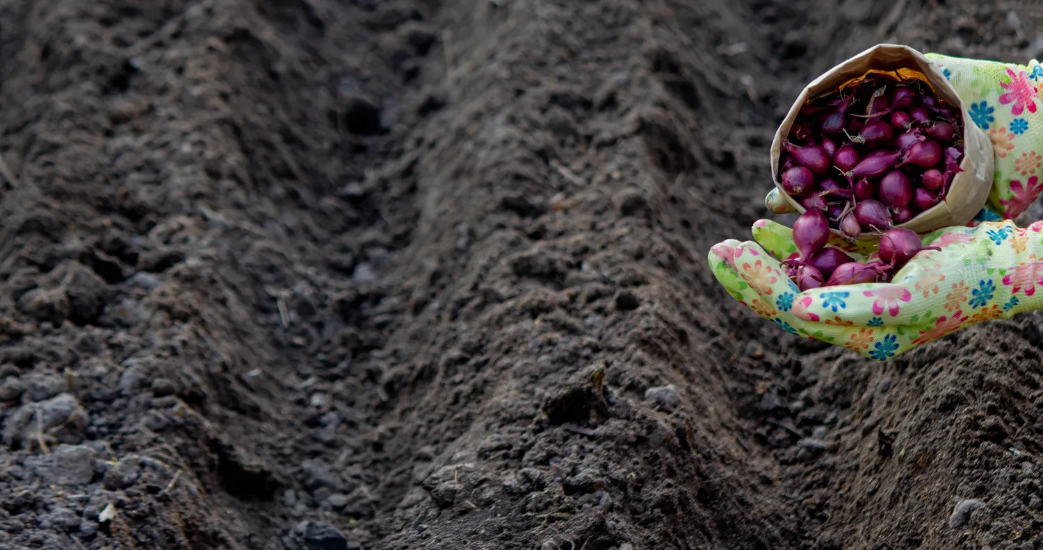 Výsadba v listopadu: 10 rostlin, které v zimě zesílí a na jaře potěší oko – od cibulek po stromy