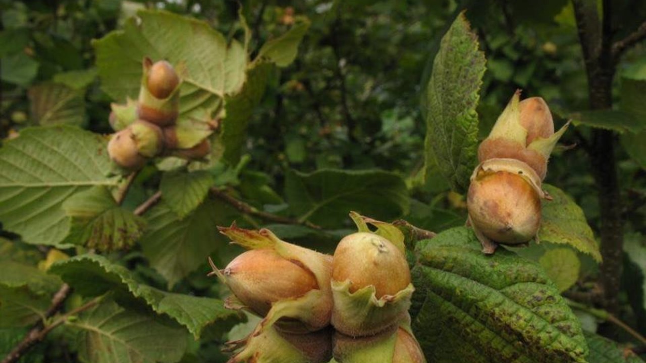 Pěstování lískových ořechů ve vlastní zahradě