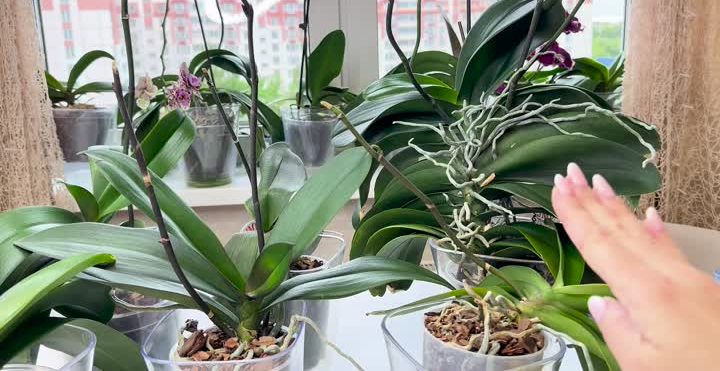 Orchidej odkvetla? Odřízněte ji přesně v tomto místě a vyraší mnoho poupat.