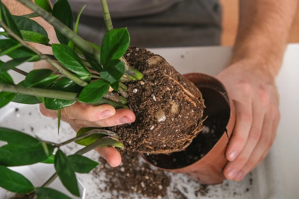 Jak přesadit zamioculcas: podrobný návod a nuance, které je třeba znát.
