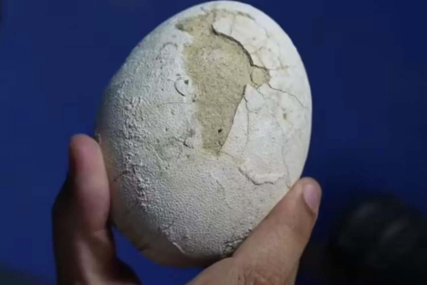 „To je naprosté šílenství“: vědci z Conisetu objevili neporušené vejce masožravého dinosaura a ukázali ho v přímém přenosu z Rio Negro.