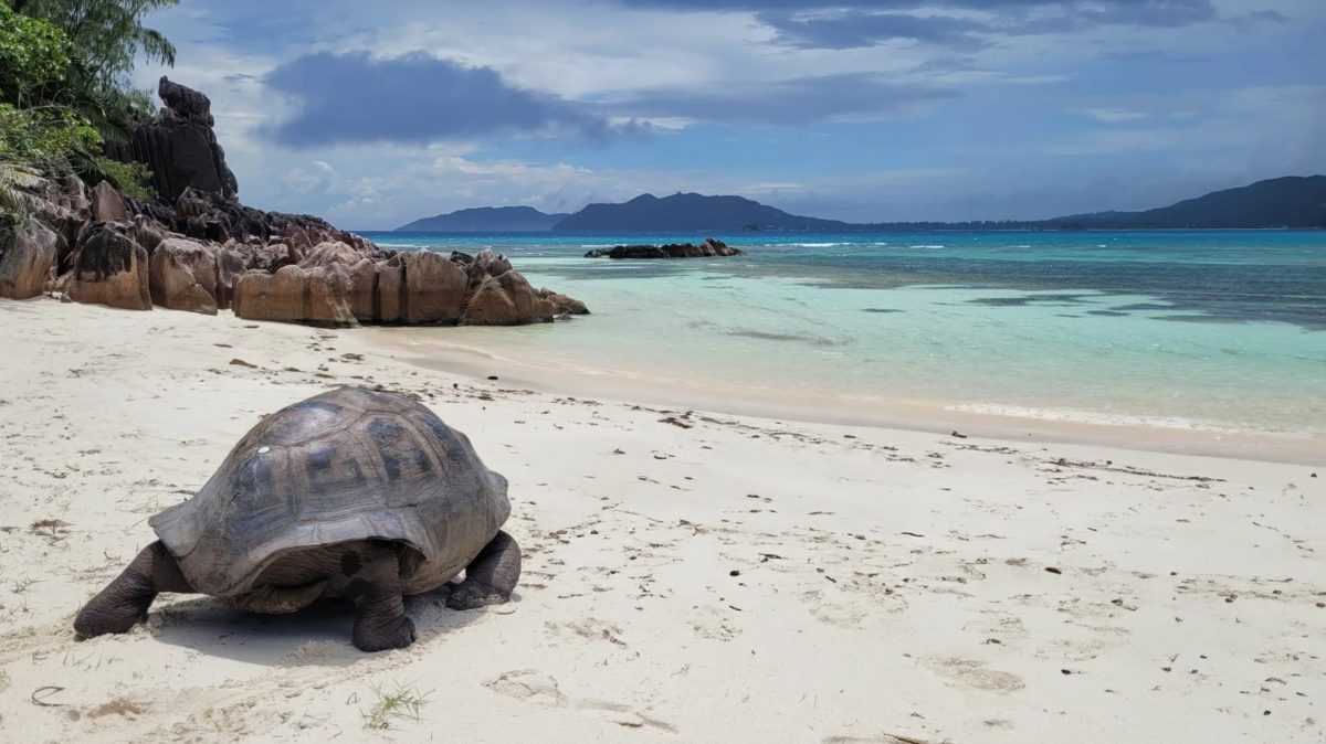 Zoologové ještě mají naději: na Seychelských ostrovech se narodilo 13 mláďat želv patřících k téměř vyhynulému druhu.