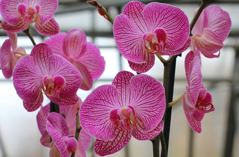 Začněte orchidej zalévat tímto roztokem. Rozkvete do bujných květů.