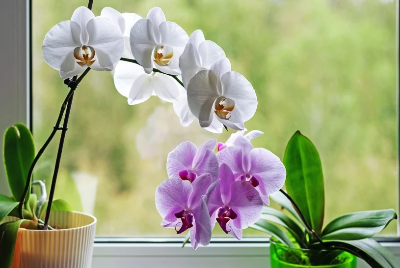 Stojí 3 mince a zajistí vaší orchideji výživu na dlouhou dobu. Podpořte ji letos na podzim.