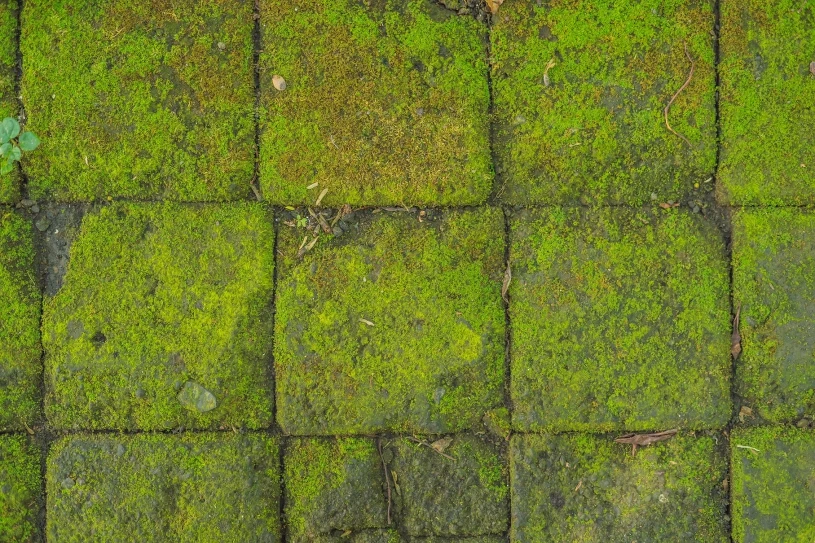 Teď je ten správný čas zbavit se mechu na vašem trávníku. Vše, co potřebujete, je prostředek, který stojí jen pár korun.