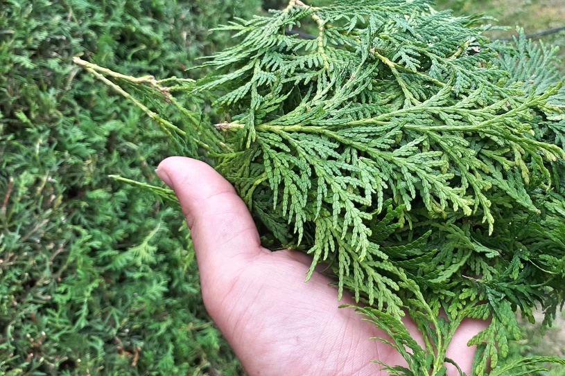 Je třeba zalévat rostliny v zimě? Zahradník vysvětluje.
