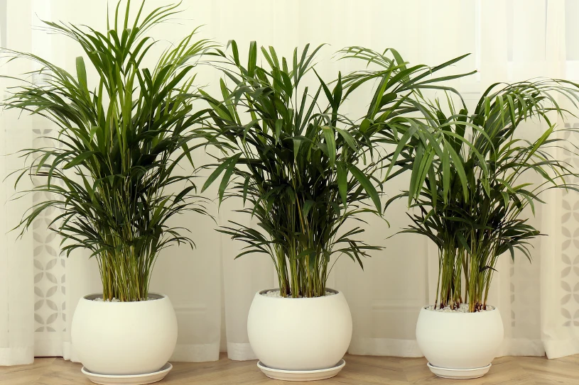 Palma už dávno ztratila svou sílu? Polijte ji tímto a bude krásnější než v tropech