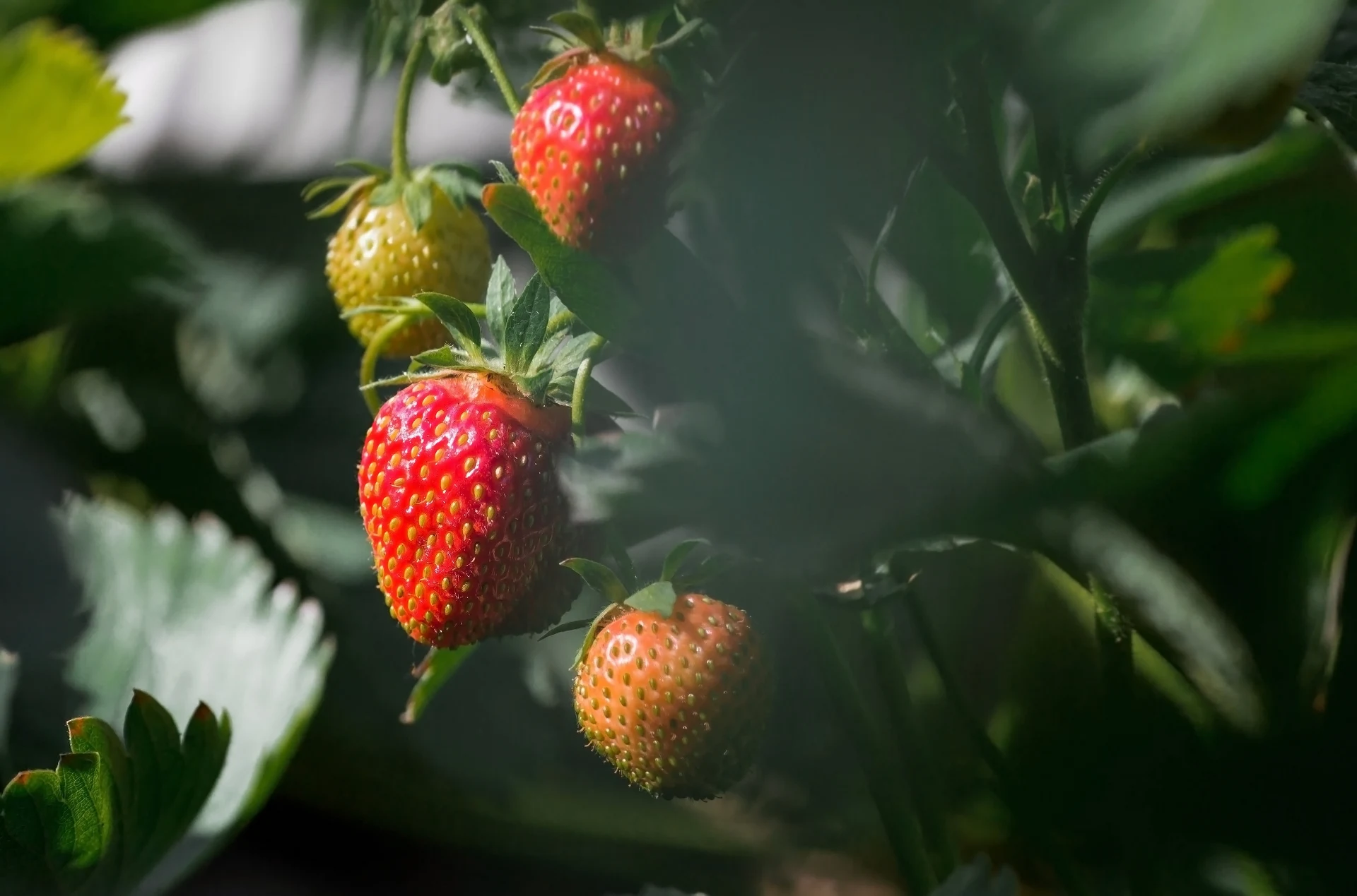 Jak zakrýt jahody na zimu? Udělejte to a vaše keře přežijí i ty nejtvrdší mrazy.
