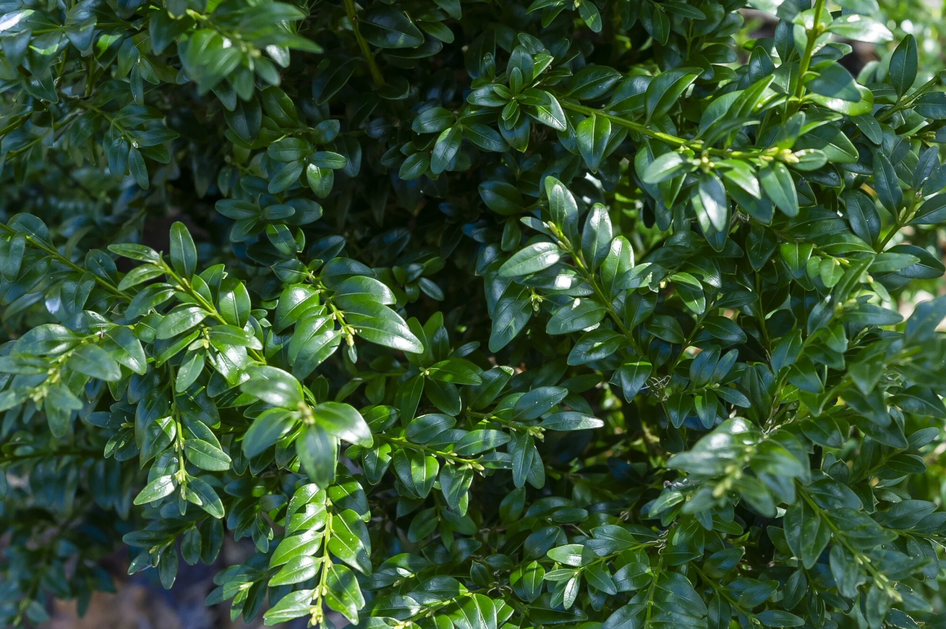 Bude zelenou ozdobou vaší zahrady i v zimě. „Železná rostlina“ vydrží i mrazy.
