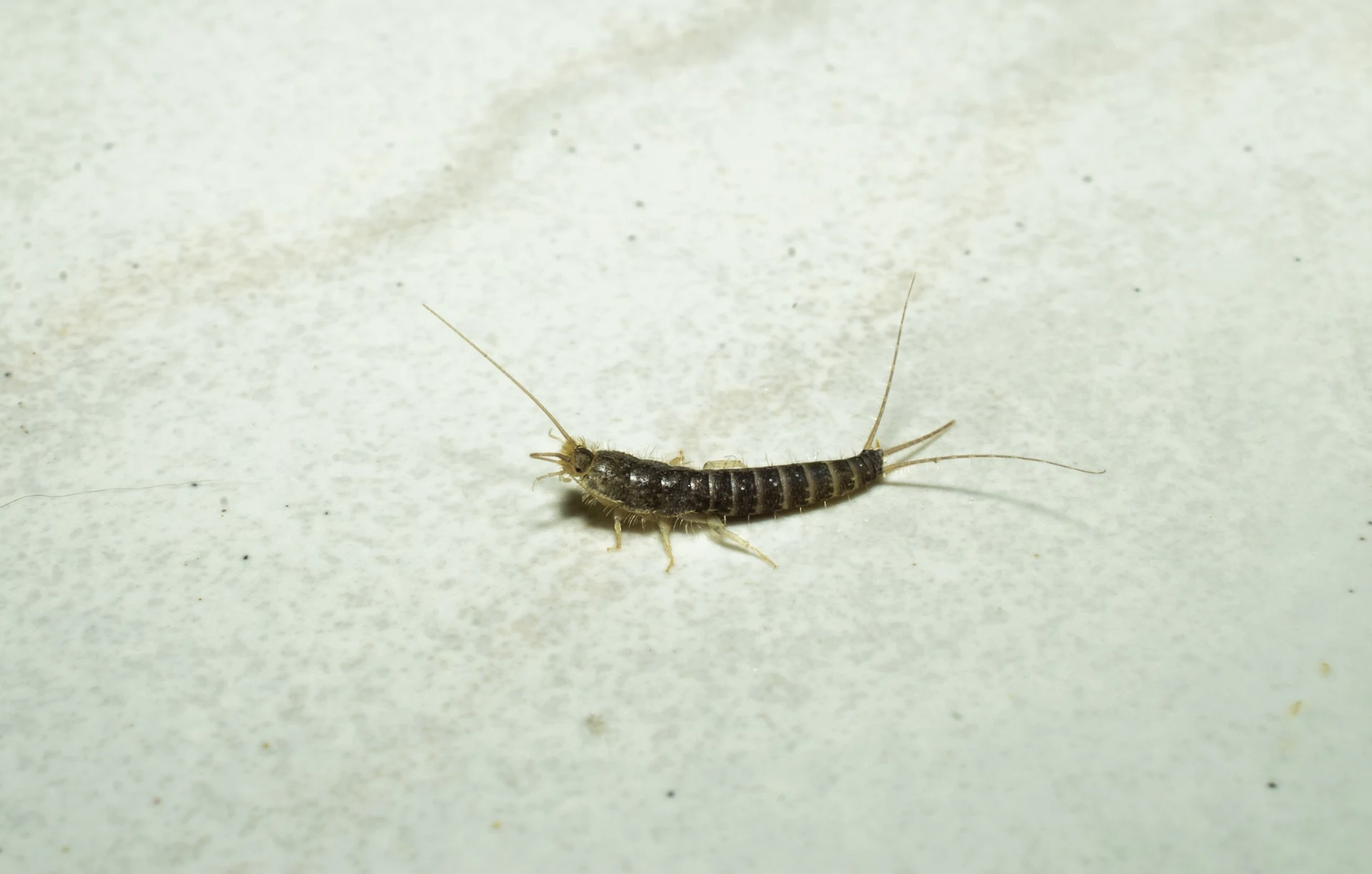 Jak se zbavit rybek v koupelně? Chytrý trik bez námahy