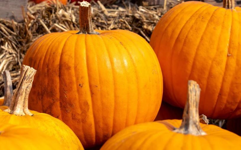 Sezóna dýní se chýlí ke konci. Udělejte to hned, abyste mohli začít pěstovat vlastní dýně.