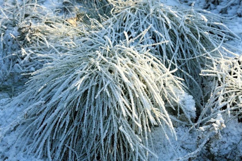 Udělejte to ve své zahradě po prvních mrazech. Vaše rostliny vám budou vděčné.
