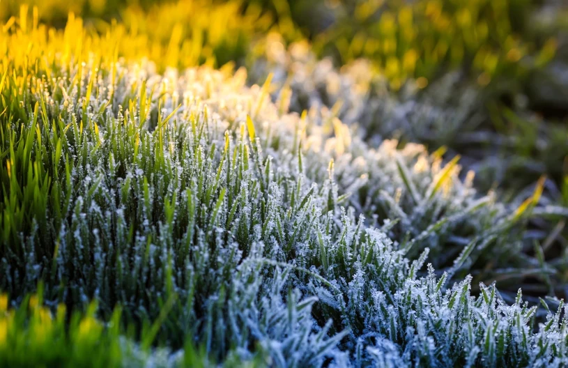 Udělejte to ve své zahradě po prvních mrazech. Vaše rostliny vám budou vděčné.