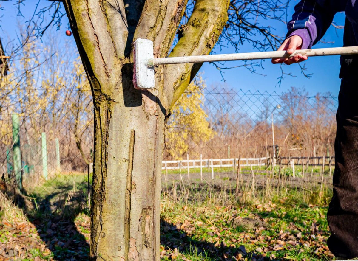 Licheny a mechy rychle zmizí ze stromů ve vaší zahradě. Řešením je jednoduchý a bezpečný přípravek.