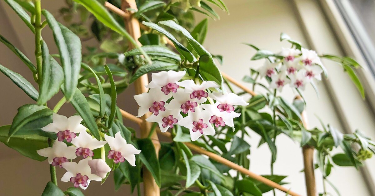 Málokdo ví, že tato pokojová rostlina vnáší barvu do každé místnosti a naplňuje celý dům vůní.