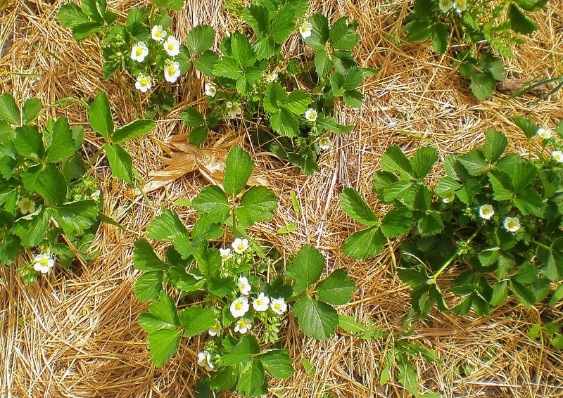 Pokud v listopadu uděláte vše správně, v létě budete mít spoustu jahod. Jedna úprava je obzvláště důležitá.