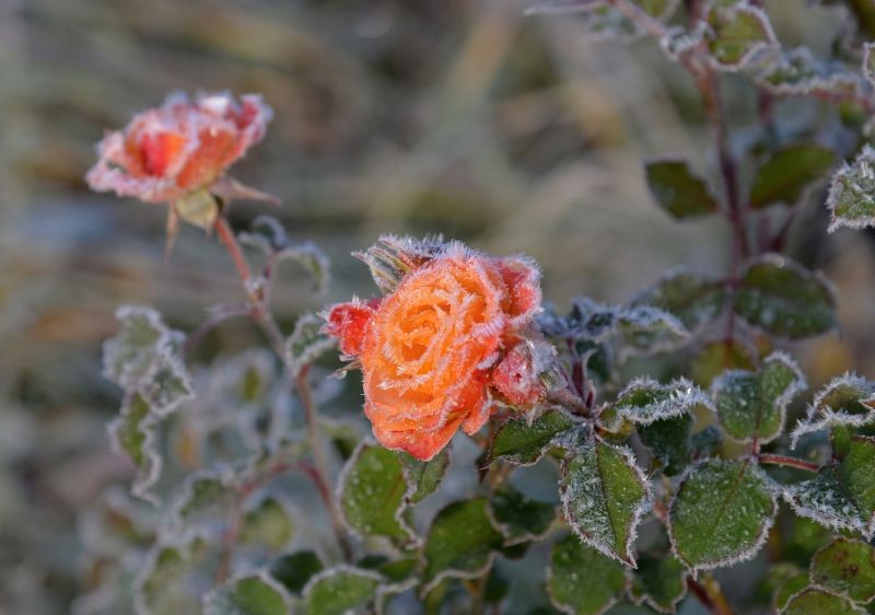 Zakrýváme růže na zimu. Vytvořte bariéru, která jim pomůže přežít chlad.