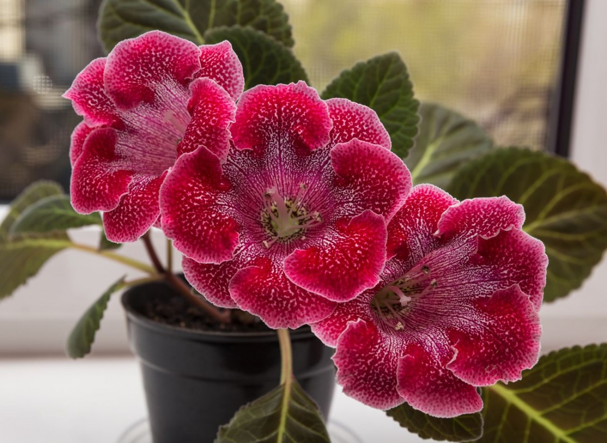 Sametové květy zdobí dům od jara do podzimu. Zimní období a péče o hlíznatou gloxinii