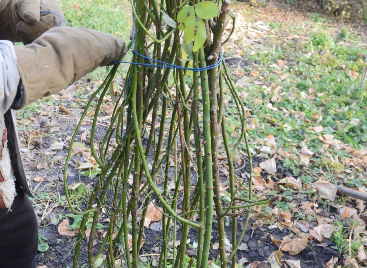 Zakrýváme růže na zimu. Vytvořte bariéru, která jim pomůže přežít chlad.