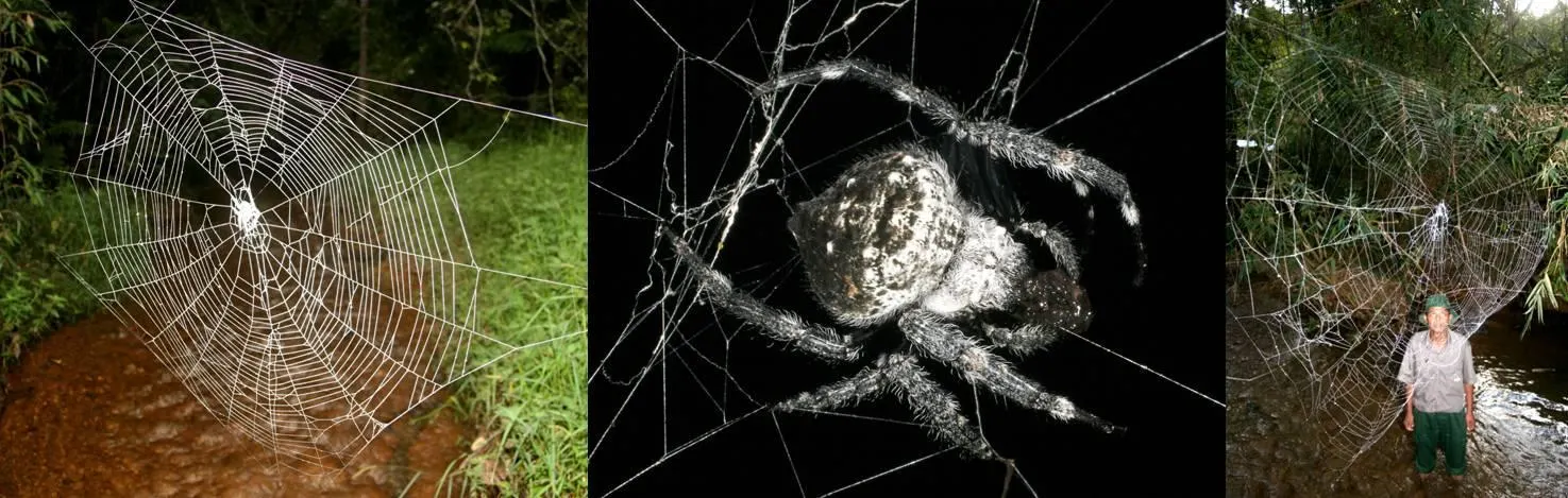 Největší pavučina na planetě Zemi: 10krát pevnější než ocel a 106 metrů čtverečních