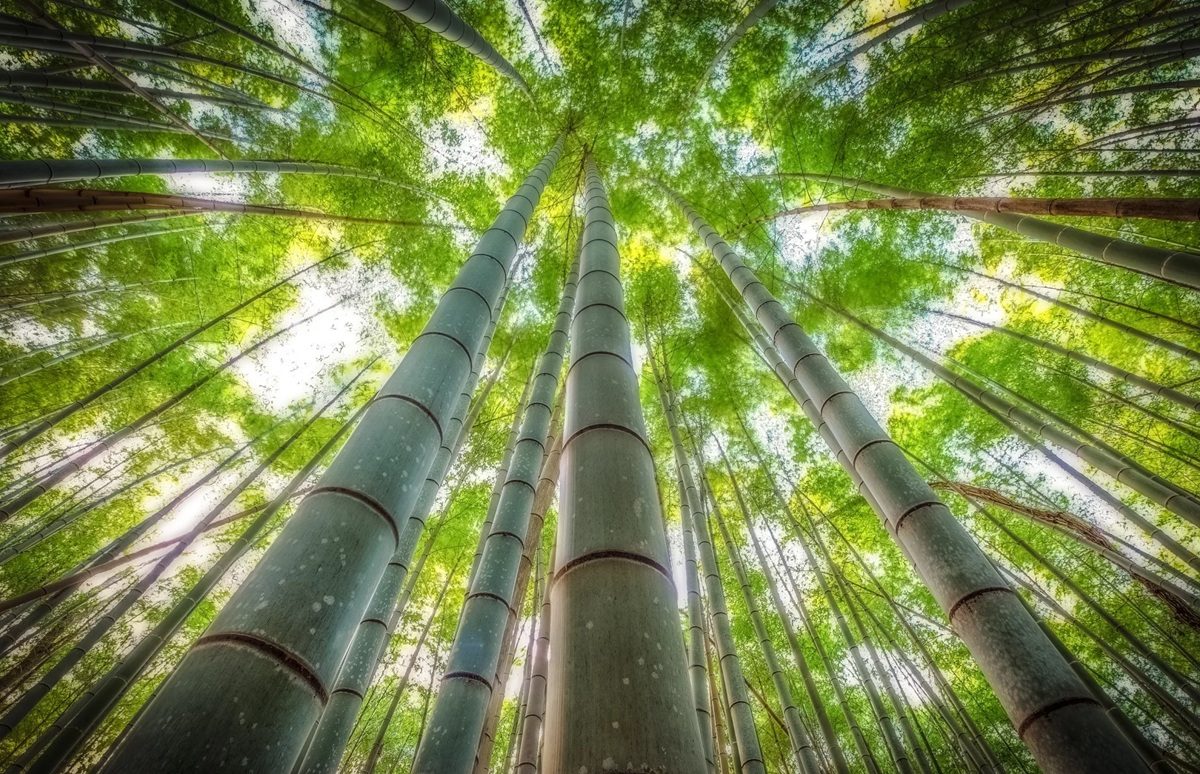 Proč tato země čelí ekologické krizi kvůli synchronnímu kvetení bambusu henon po 120 letech?