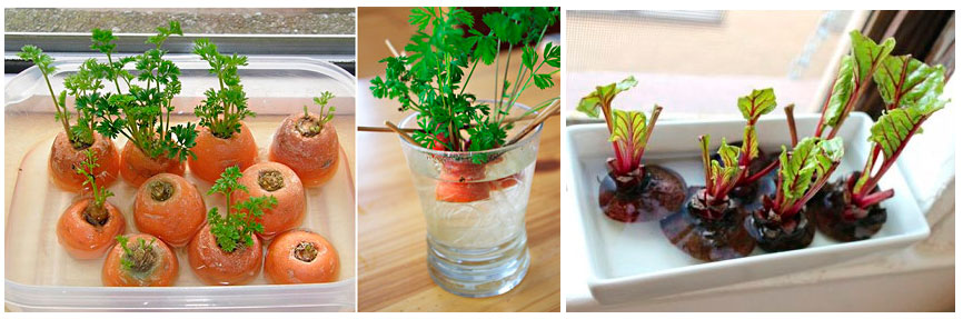 Připravte si jednou a jezte po celý rok. Jak pěstovat zeleninu a bylinky z kuchyňského odpadu.