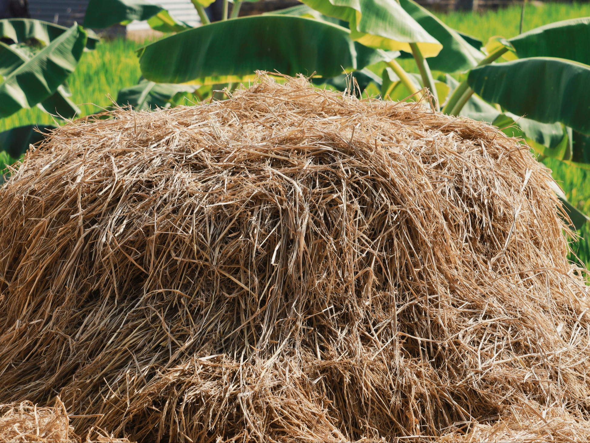 7 rostlin, které je NUTNÉ na podzim mulčovat, jinak na jaře nebudete mít co zachraňovat!